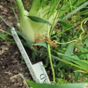 Fenchel9 2026-07-08 17.36.